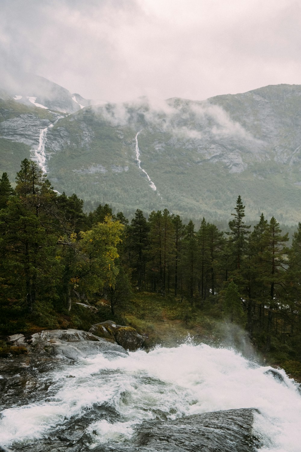 a river running through a lush green forest