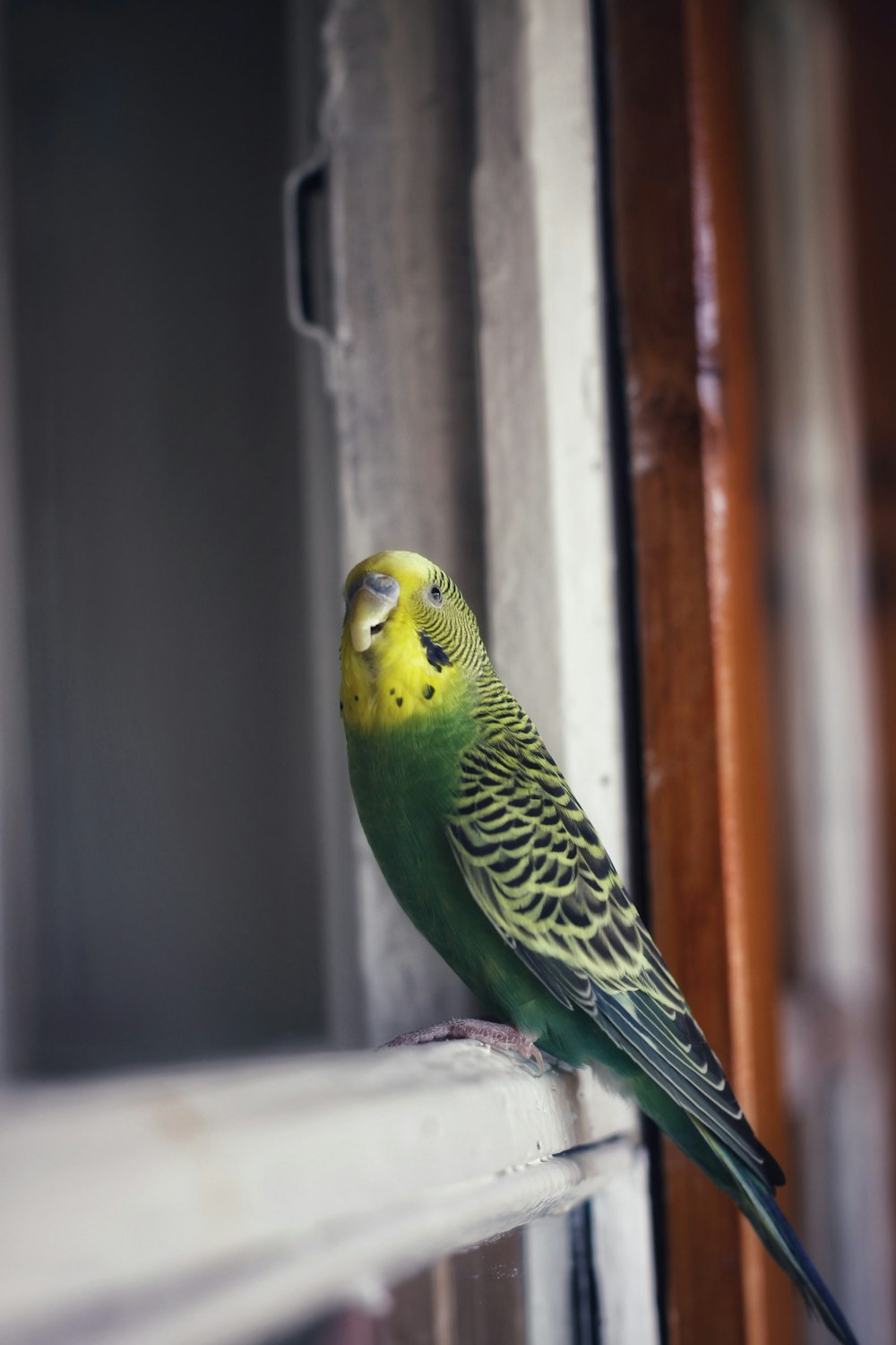 pájaro verde y amarillo sobre tela blanca