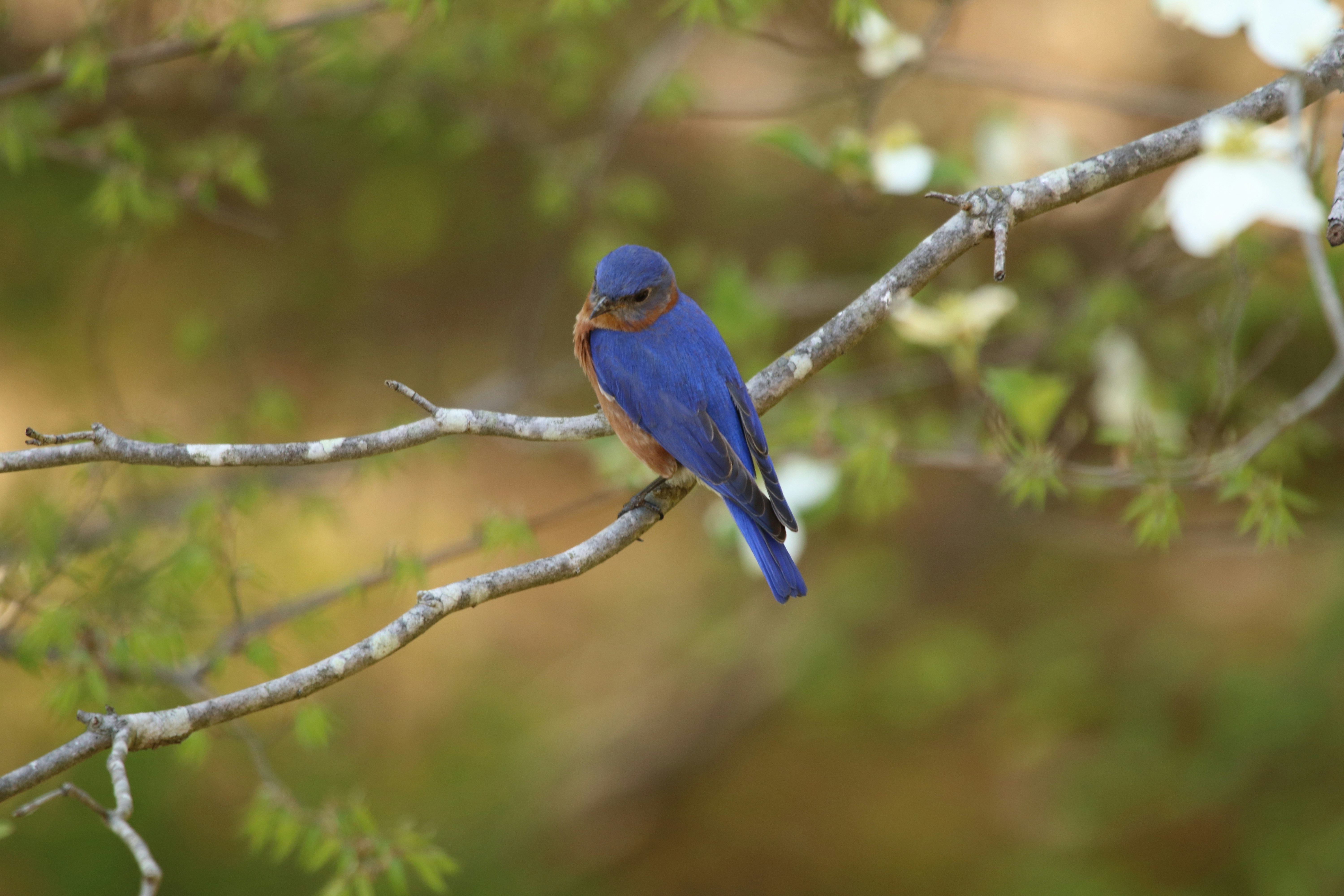 A male Eastern Bluebird on a Dogwood branch