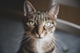 brown tabby cat in close up photography