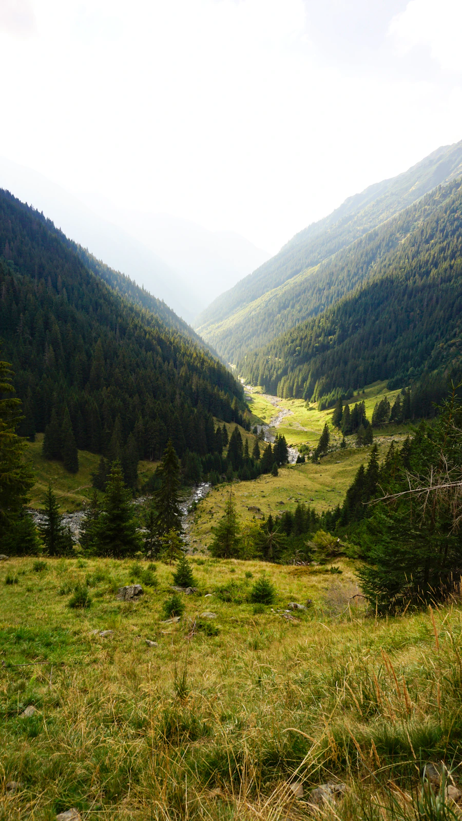 Peisaj Munții Apuseni, zona Bihor — habitatul natural al stupilor