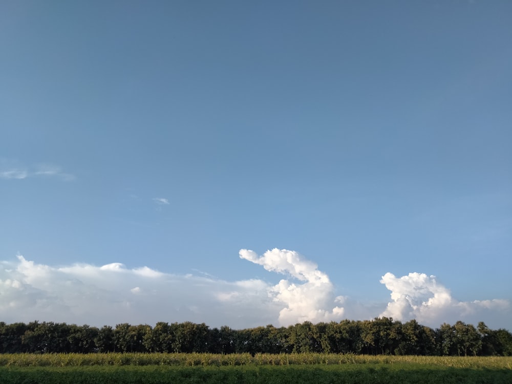 green grass field under blue sky during daytime