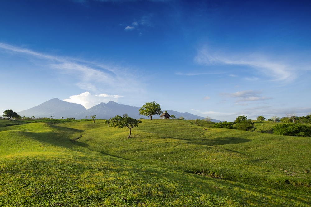 green grass field under blue sky during daytime