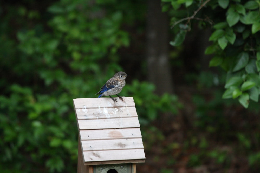 blue and brown bird on brown wooden bird house