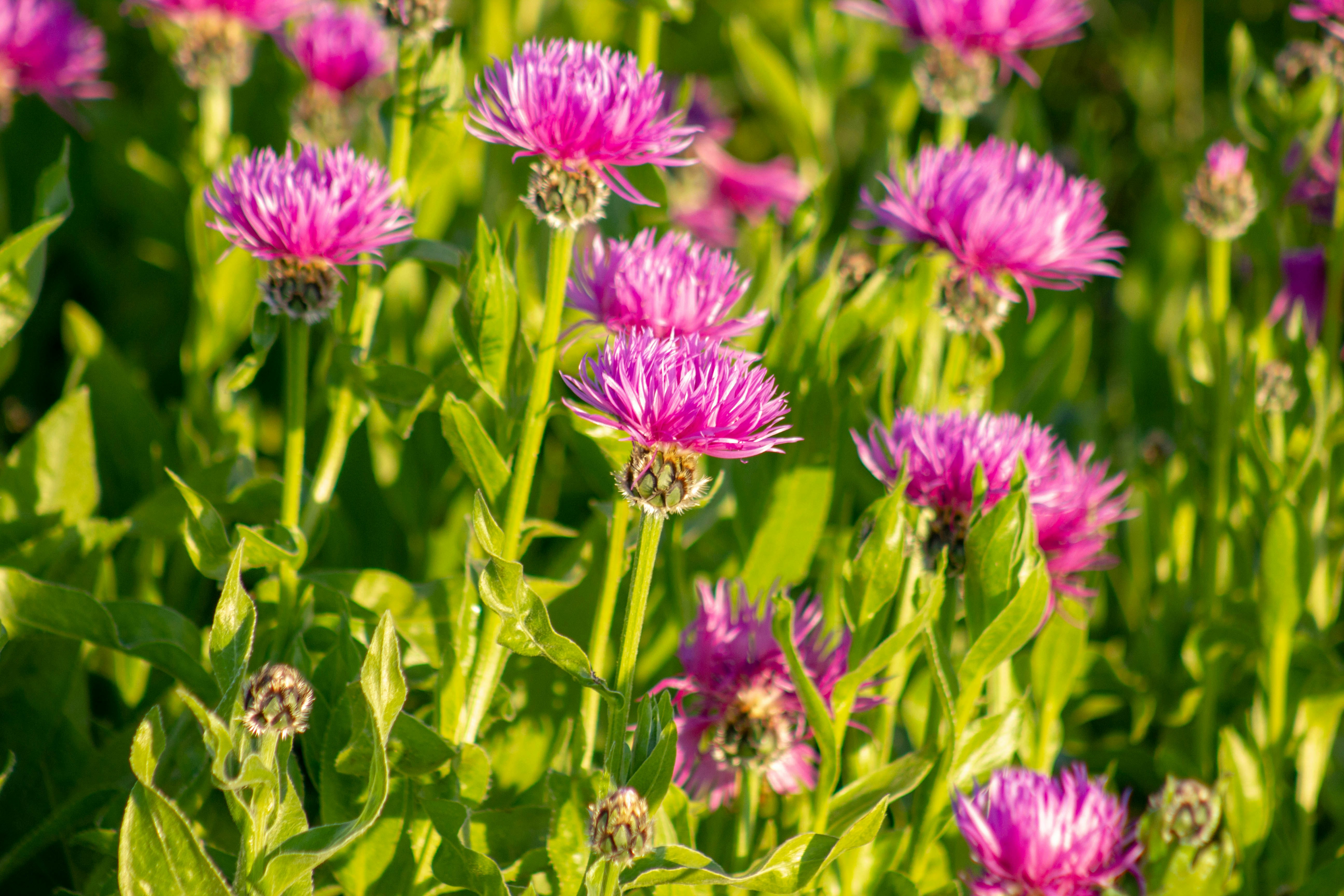purple flowers in tilt shift lens