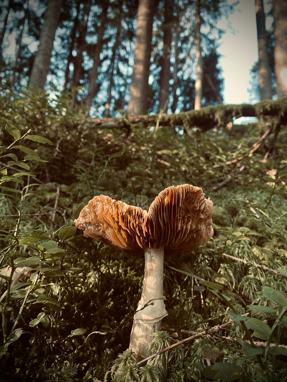 brown mushroom in the forest