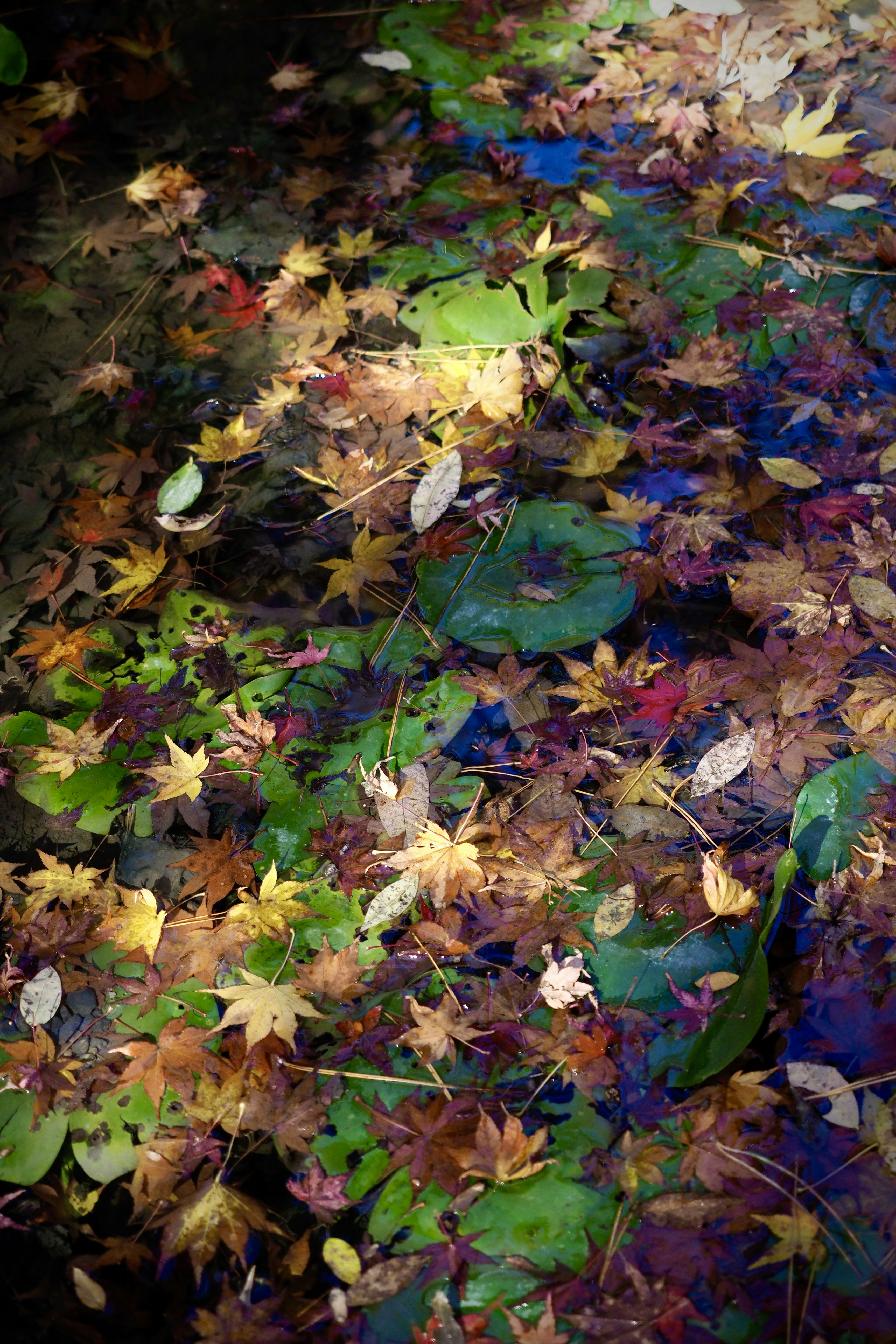 brown and green leaves on ground
