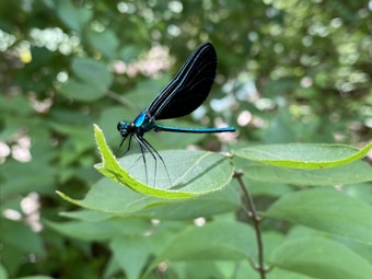 A vibrant dragonfly with iridescent blue and black wings perched delicately on a leaf. The background consists of soft-focus greenery, giving a sense of a lush natural environment.