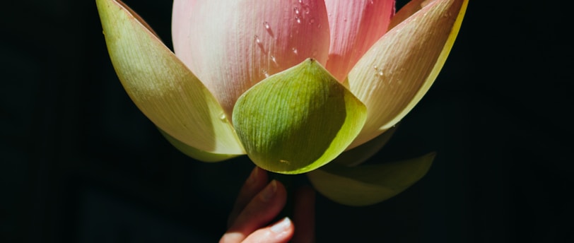 person holding pink and yellow flower