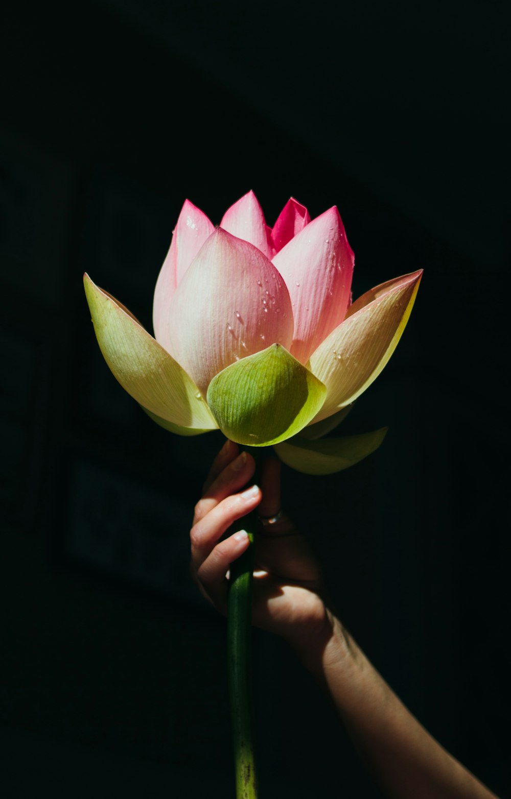 person holding pink and yellow flower