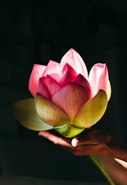 A warm scene of hands gently holding a blooming lotus flower symbolizing compassion.