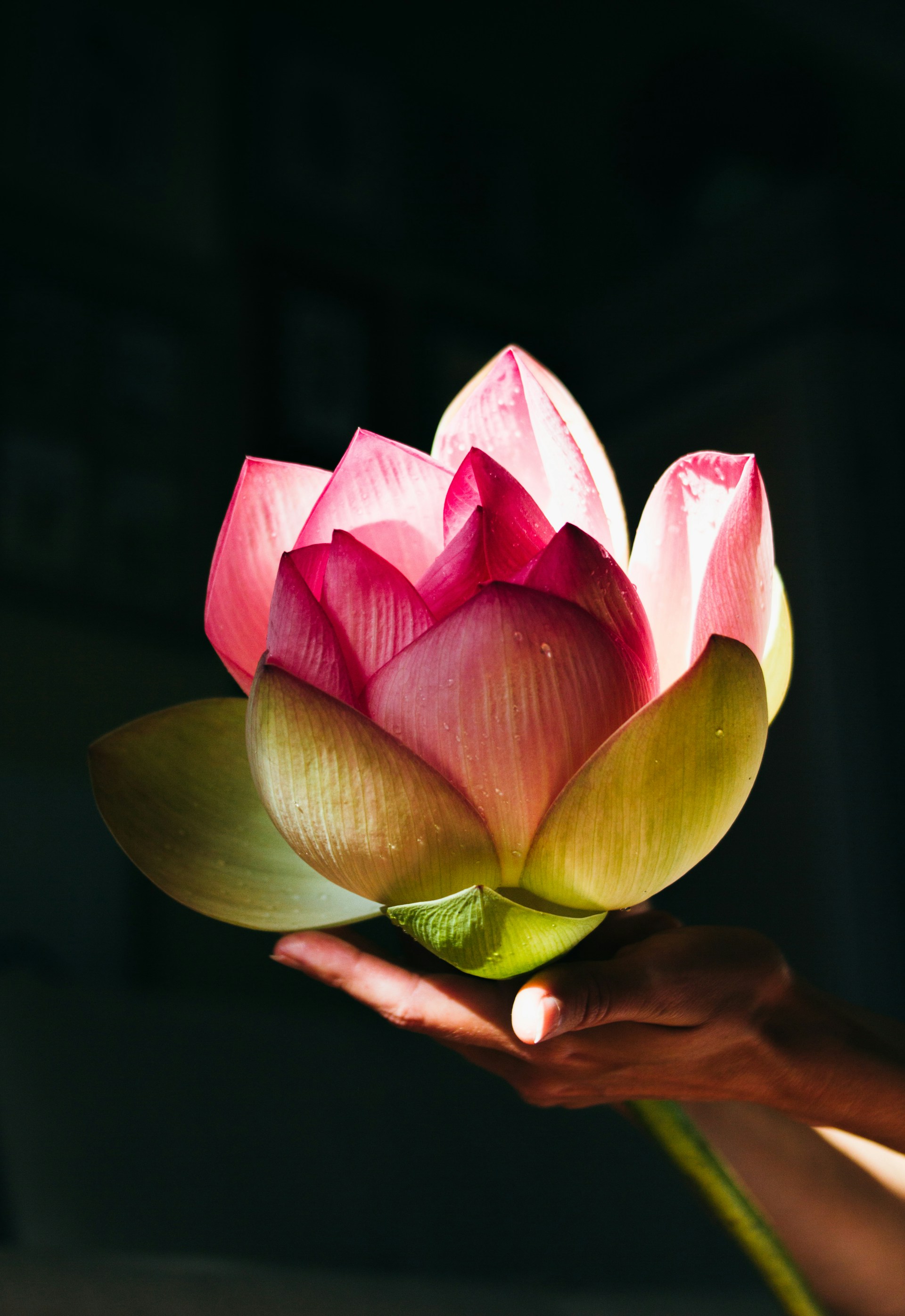 A close-up of hands gently holding a blooming lotus flower, representing purity and divine grace in jivija’s story.