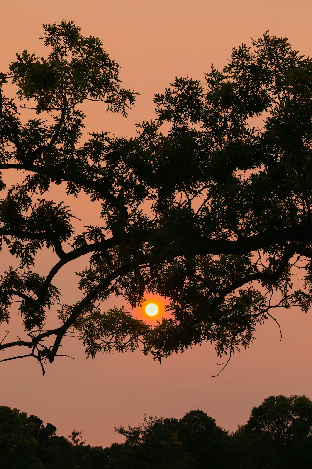 sun over green tree during daytime