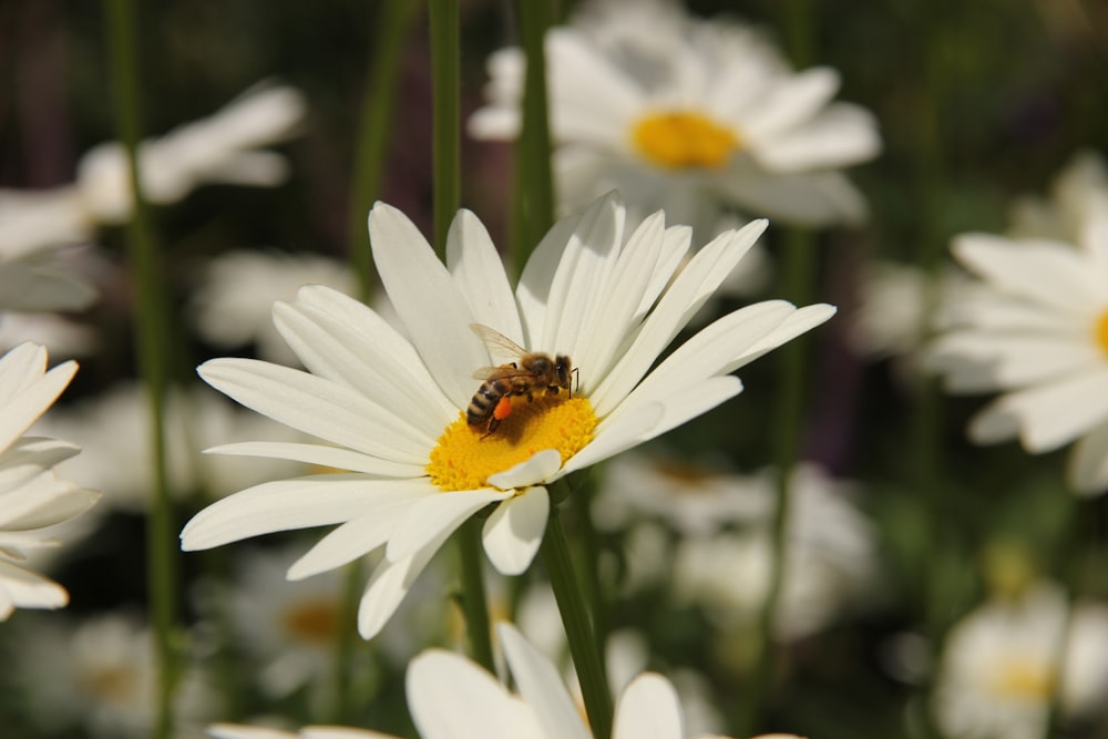 honeybee perched on white daisy in close up photography during daytime