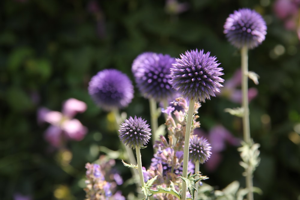 purple flower in tilt shift lens