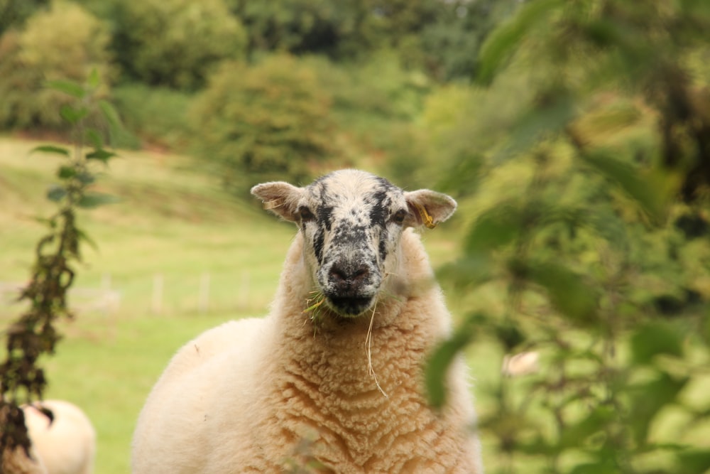 white sheep on green grass during daytime