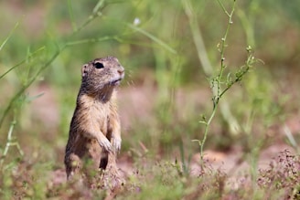 A small rodent, likely a ground squirrel, stands upright on its hind legs amidst sparse grass and wild plants. The focus is sharp on the animal, contrasting with the blurred green and brown background, suggesting a natural habitat.
