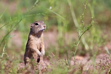 A small rodent, likely a ground squirrel, stands upright on its hind legs amidst sparse grass and wild plants. The focus is sharp on the animal, contrasting with the blurred green and brown background, suggesting a natural habitat.