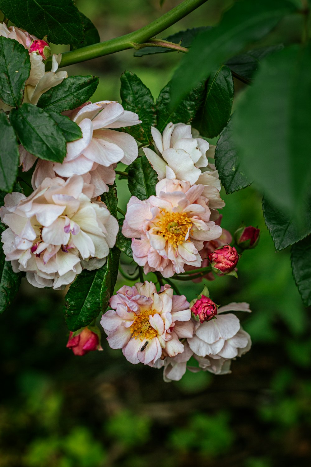 white and red flowers with green leaves