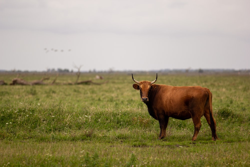 brown cow on green grass field during daytime