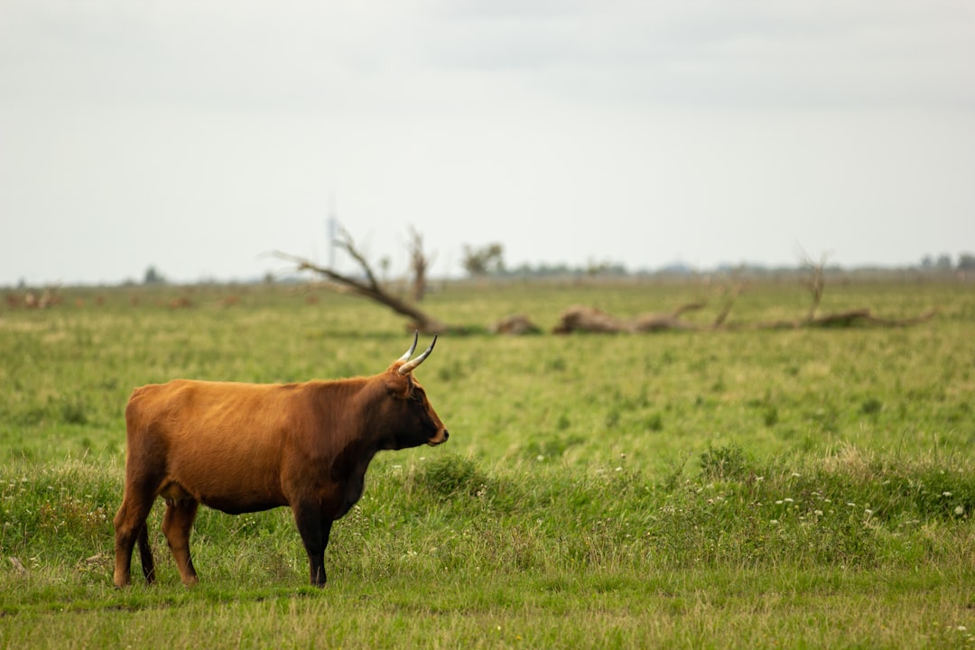 Wildlife photo spot Almere Hollandsche Rading