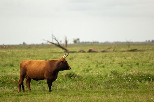 brown cow on green grass field during daytime in Almere Netherlands