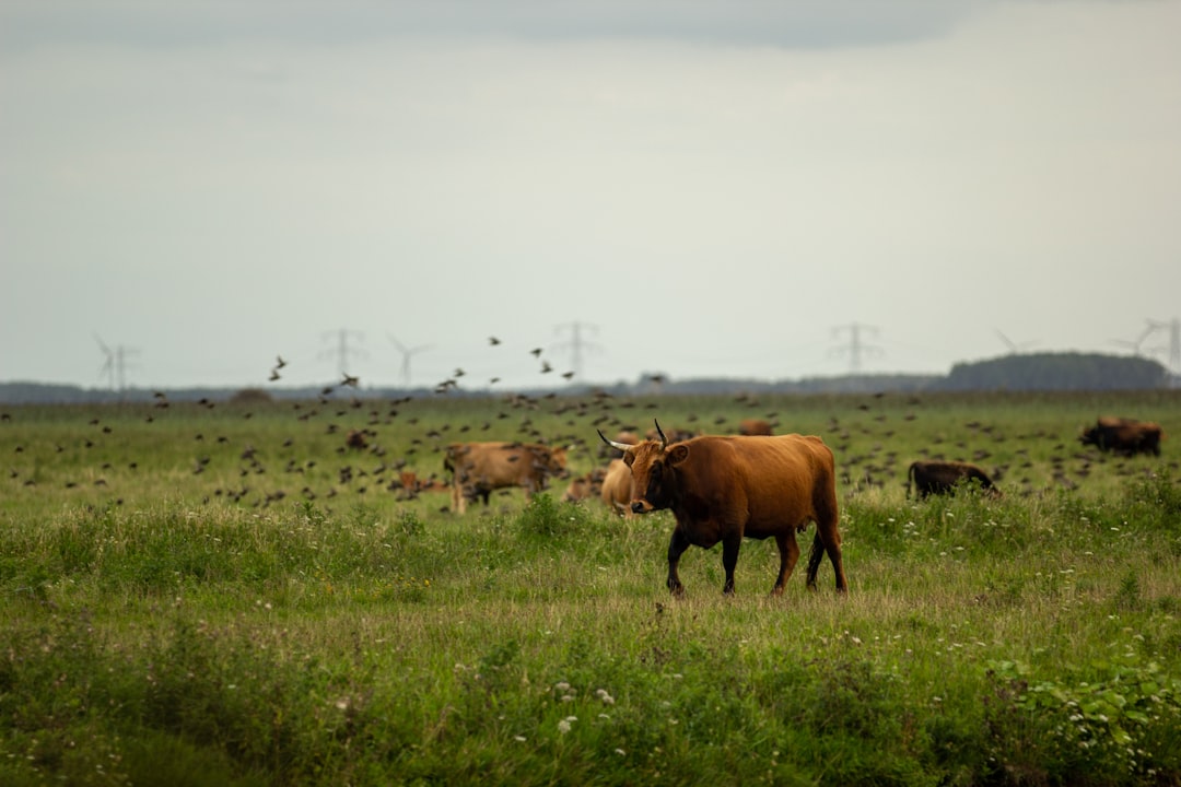 Wildlife photo spot Almere De Alde Feanen National Park