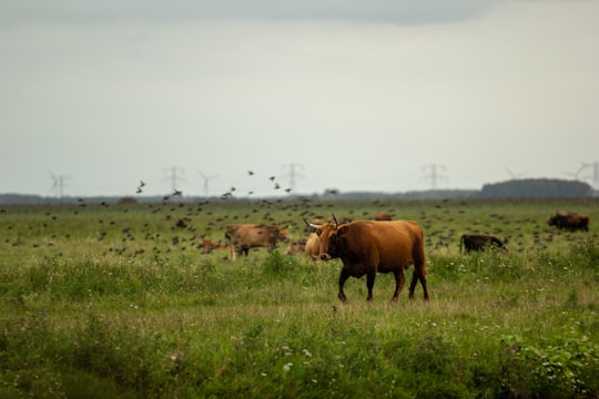 brown cow on green grass field during daytime in Almere Netherlands