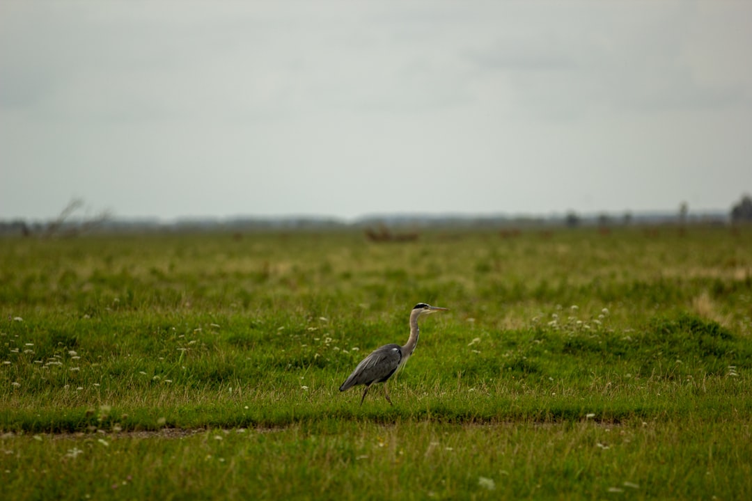 Wildlife photo spot Almere Zuid-Kennemerland National Park