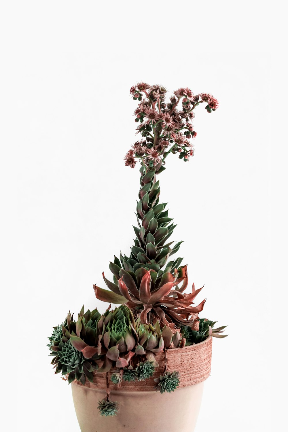 pink and green flowers on brown basket