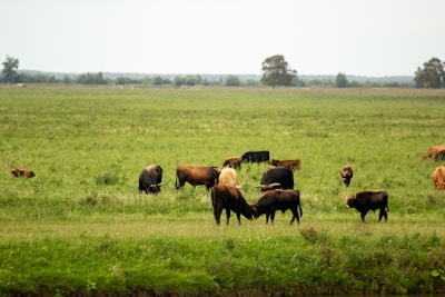 A herd of cattle grazing on a sunny pasture.