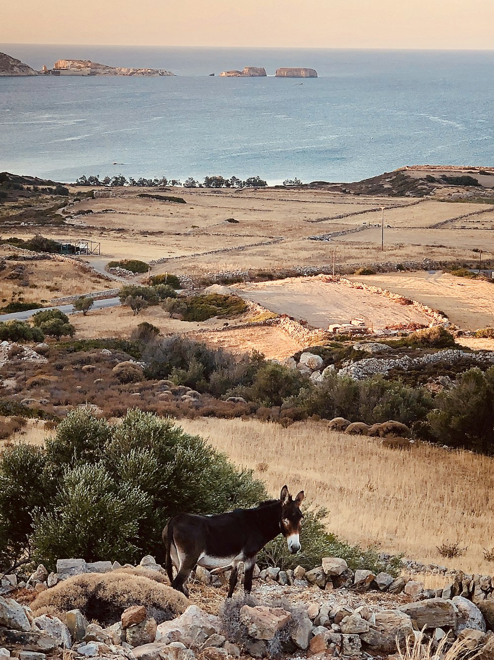 brown horse on brown field during daytime