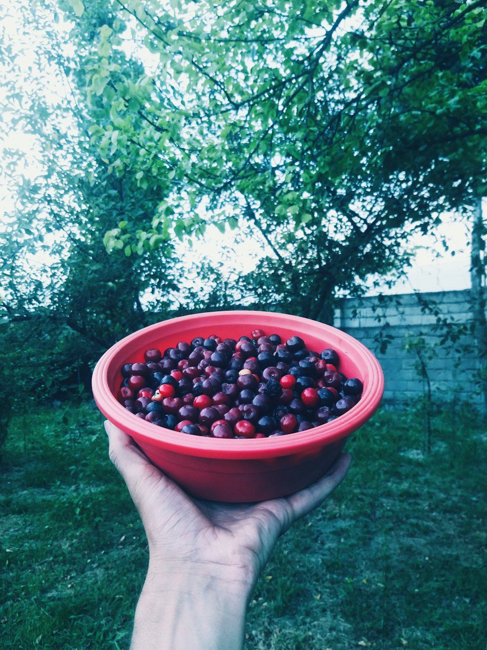 person holding red round fruit in red plastic container