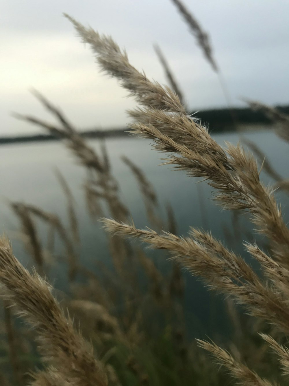 blé brun en gros plan photographie