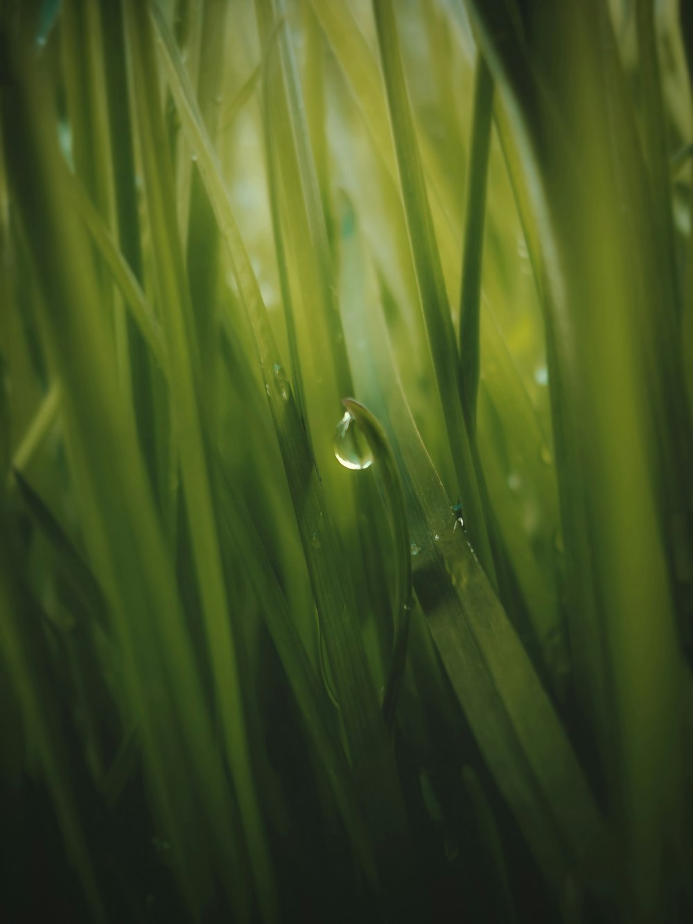 rosée d’eau sur l’herbe verte
