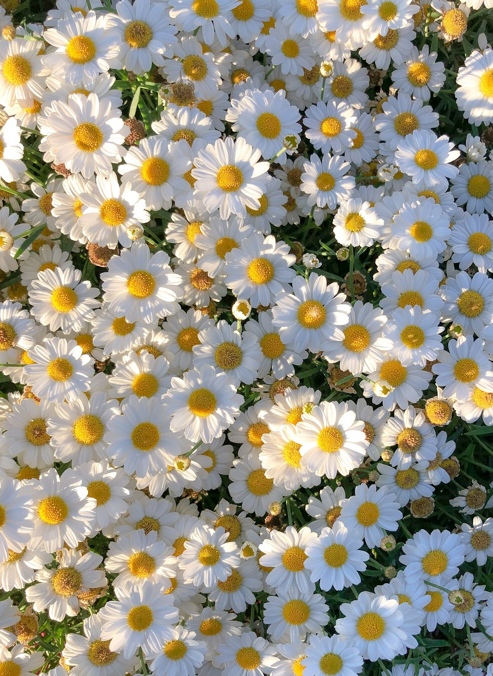 Flores de margaritas blancas y amarillas