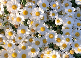 white and yellow daisy flowers