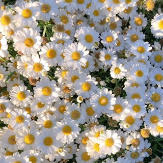 white and yellow daisy flowers