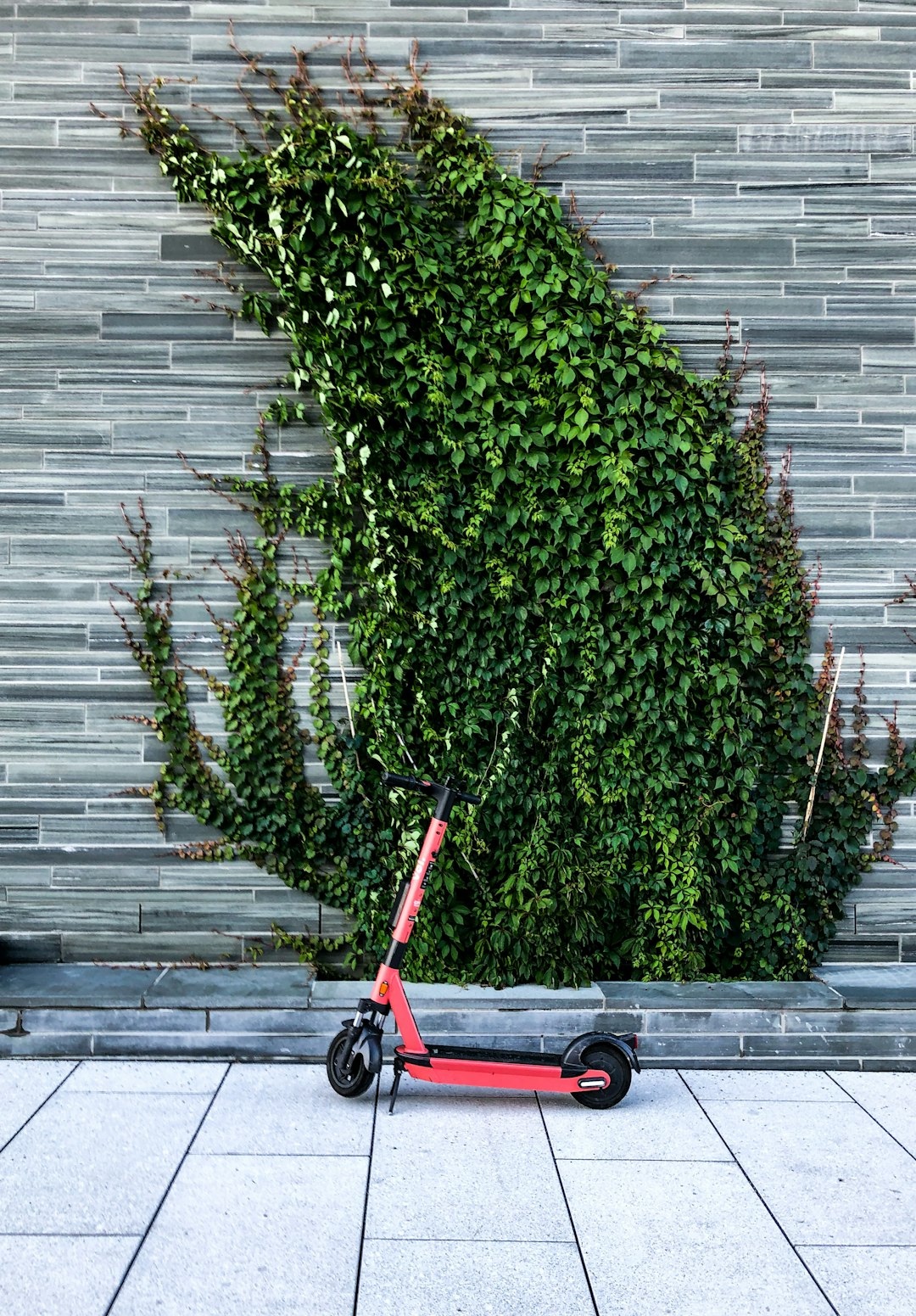 red and black stroller beside green plant