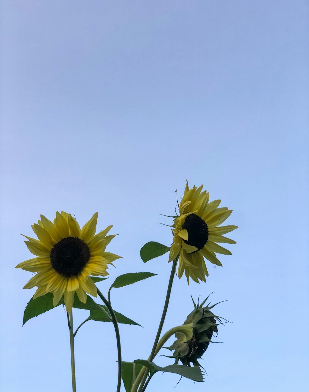 sunflower under white sky during daytime