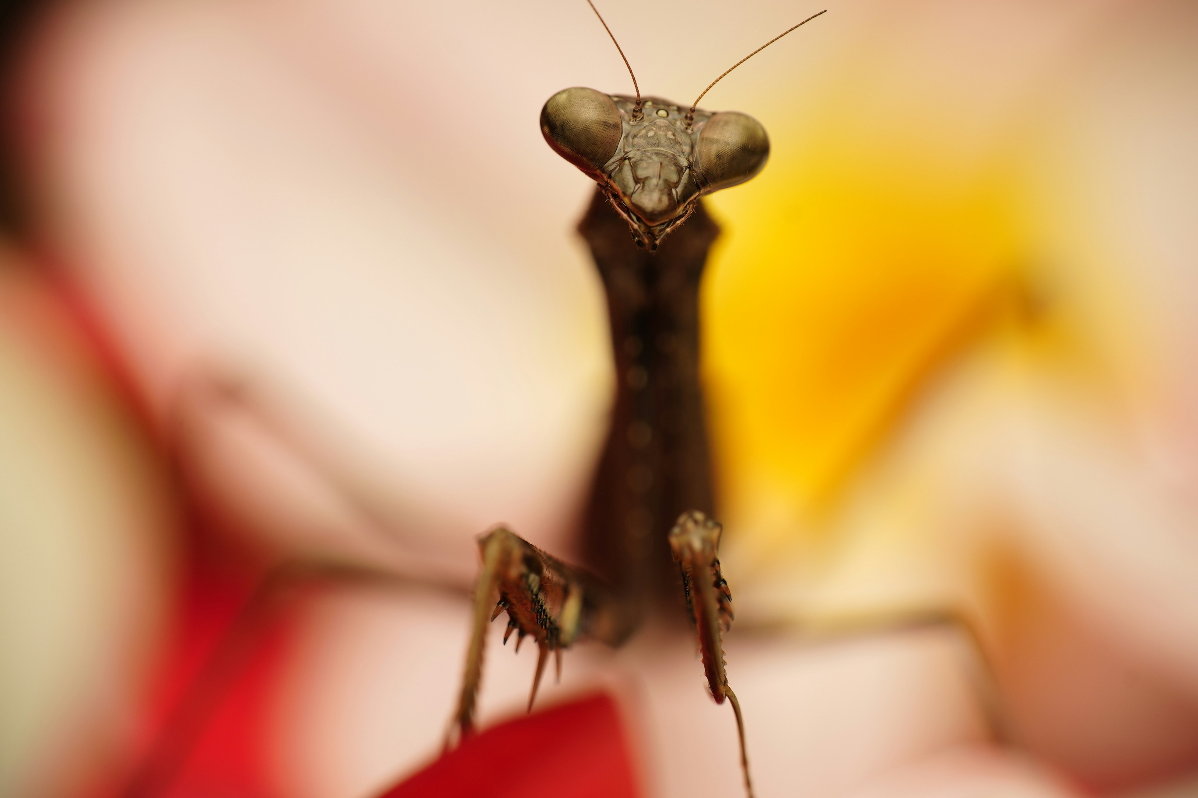 brown praying mantis on orange surface in close up photography