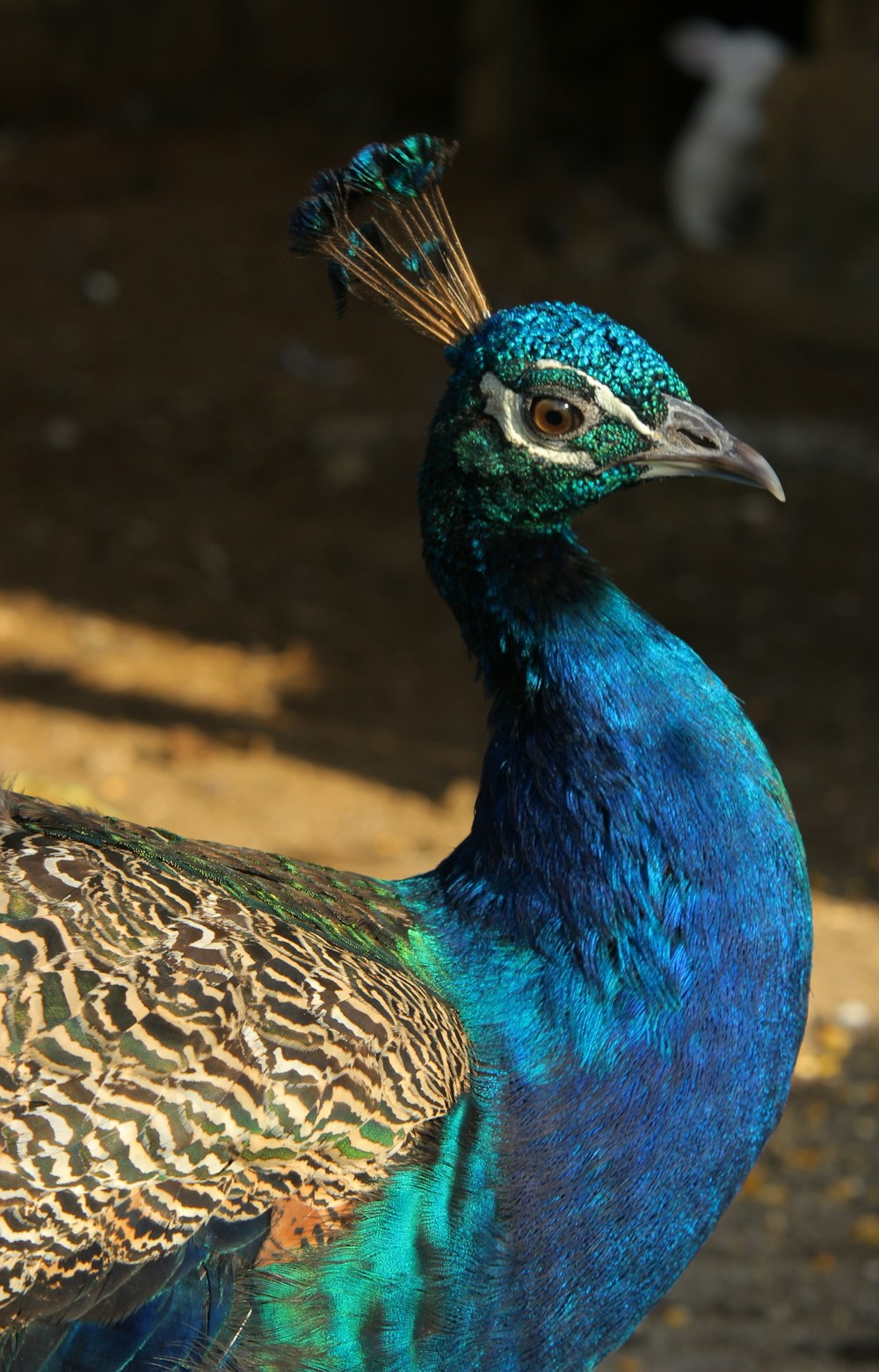 blue peacock in close up photography