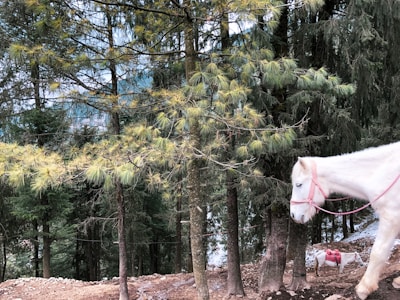 A white horse with a pink halter stands in a forested area, surrounded by tall evergreen trees. The forest floor is covered in scattered rocks and dirt. Another smaller, saddled horse can be seen further back in the scene. The atmosphere is serene and natural, with soft lighting filtering through the tree canopy.