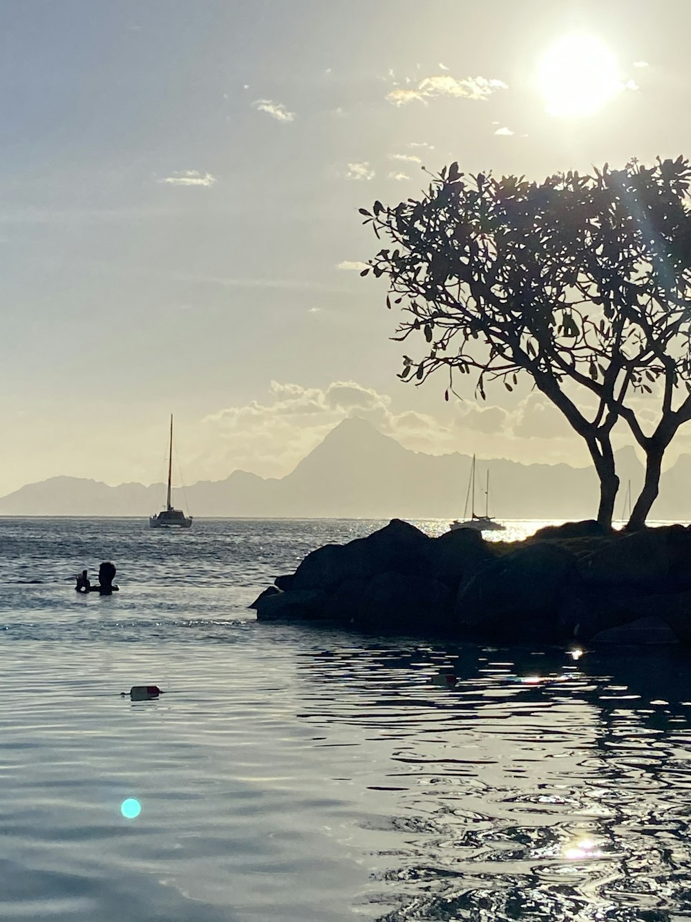 leafless tree on body of water during daytime