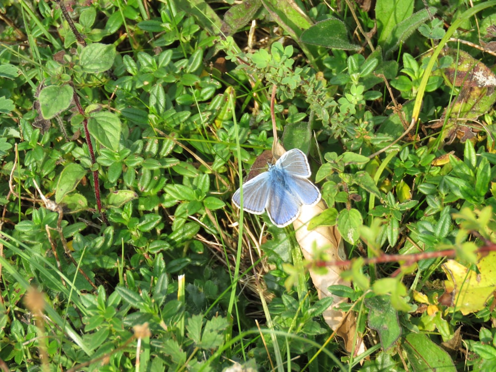 blue butterfly on green plant