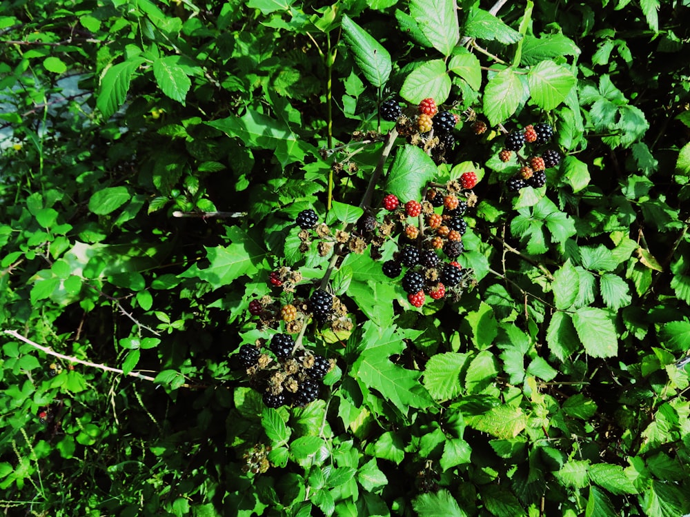 赤と黒の果実を持つ緑の植物