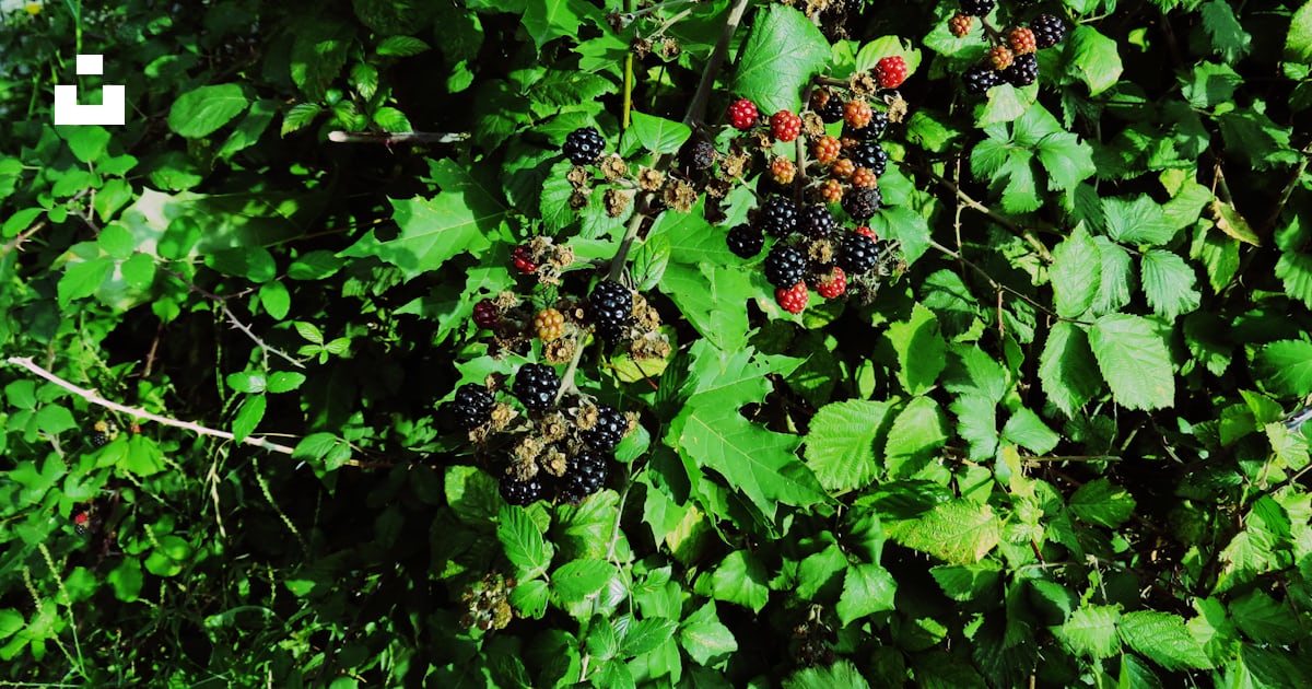 Plante verte à fruits rouges et noirs photo – Image gratuite de ...