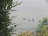 A serene view of livestock grazing in a green pasture.