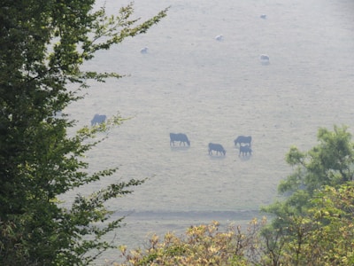 A serene farm landscape with dairy cows grazing in a green pasture.
