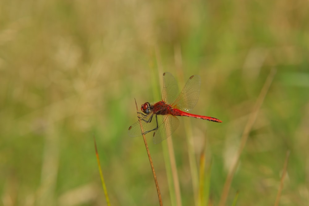 red dragonfly perched on brown grass in close up photography during daytime